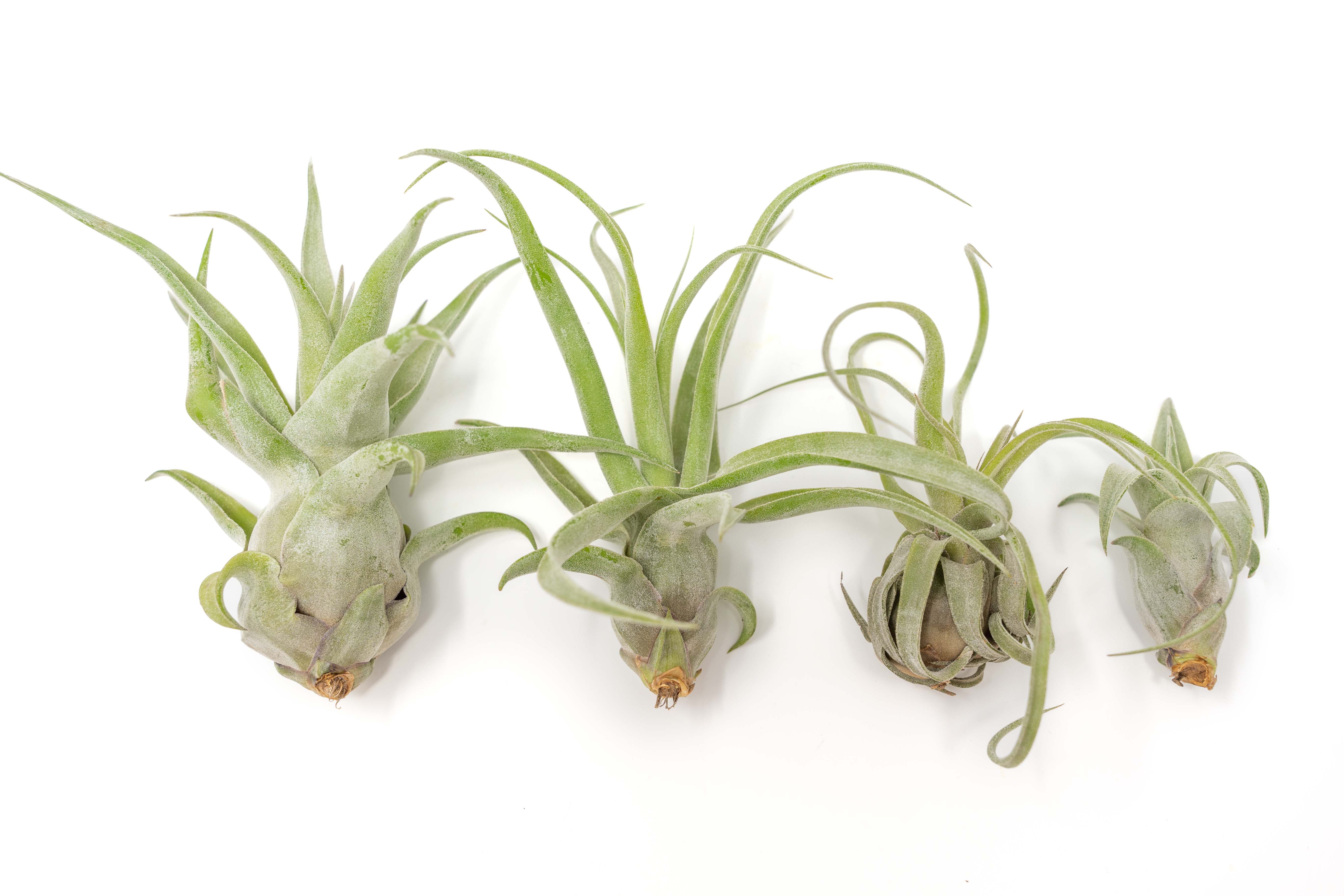 SALE - Tillandsia Streptophylla Air Plants - 30% Off – Air Plant