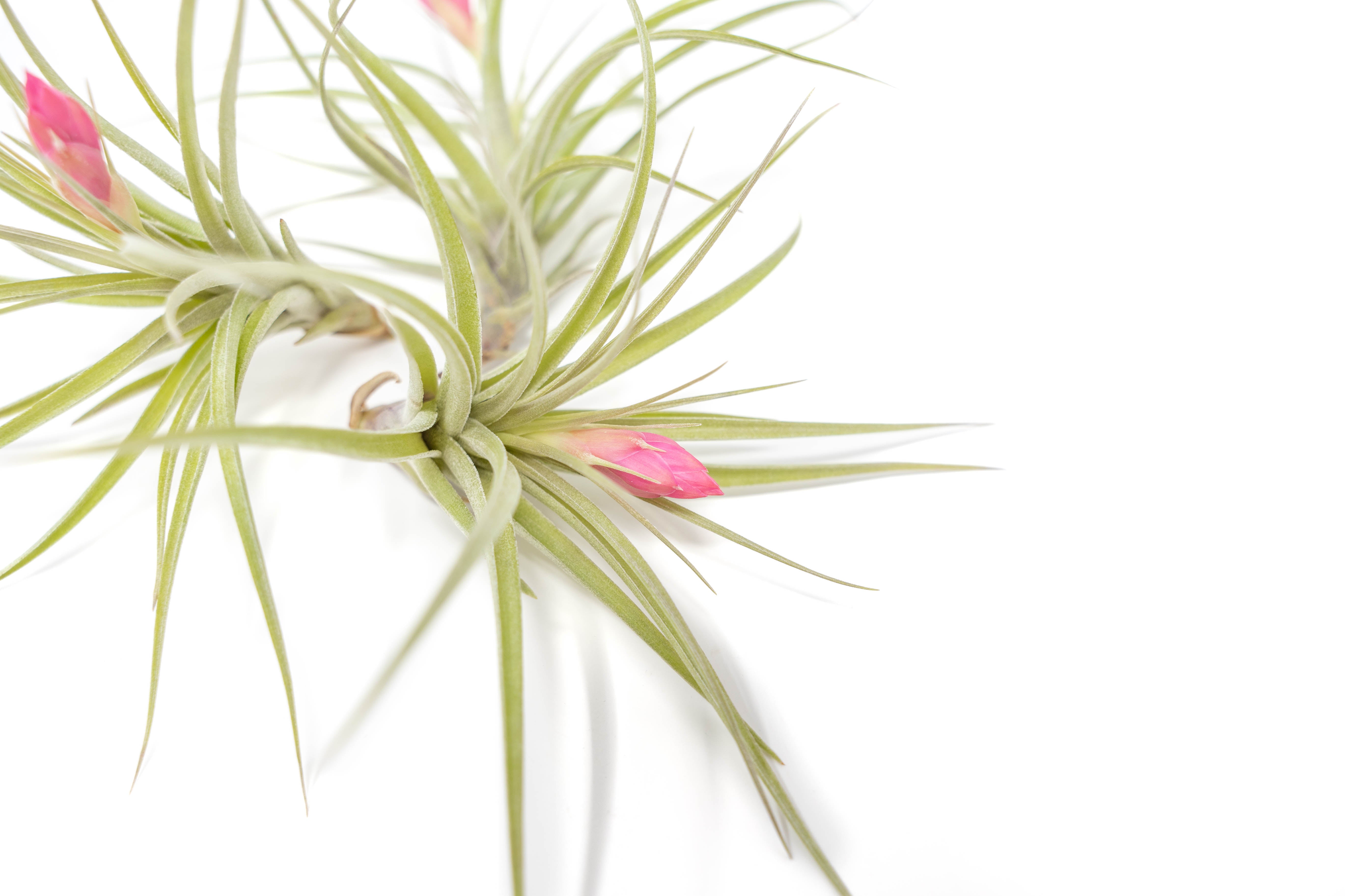 DENDROBIUM様 Tillandsia stricta Air_Plant_Tillandsia_Stricta_H