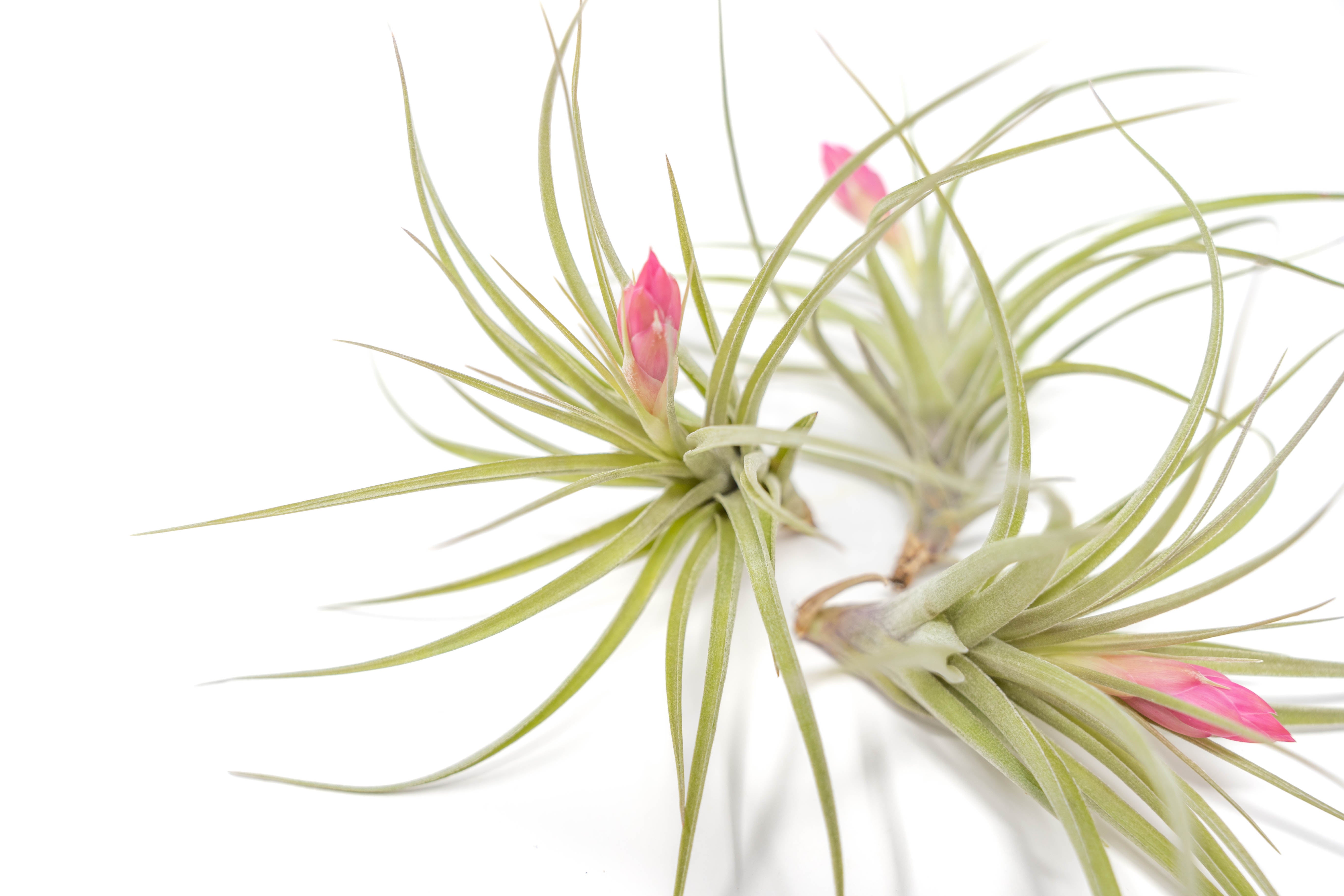 ブロメリア・エアープランツ Tillandsia stricta var. piniformis Stricta var Piniformis (RARE) *SALE 50% OFF* – Air Plant Hub