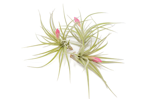 ヒルタ Tillandsia Tillandsia Stricta 'Green' Hybrid Air Plants