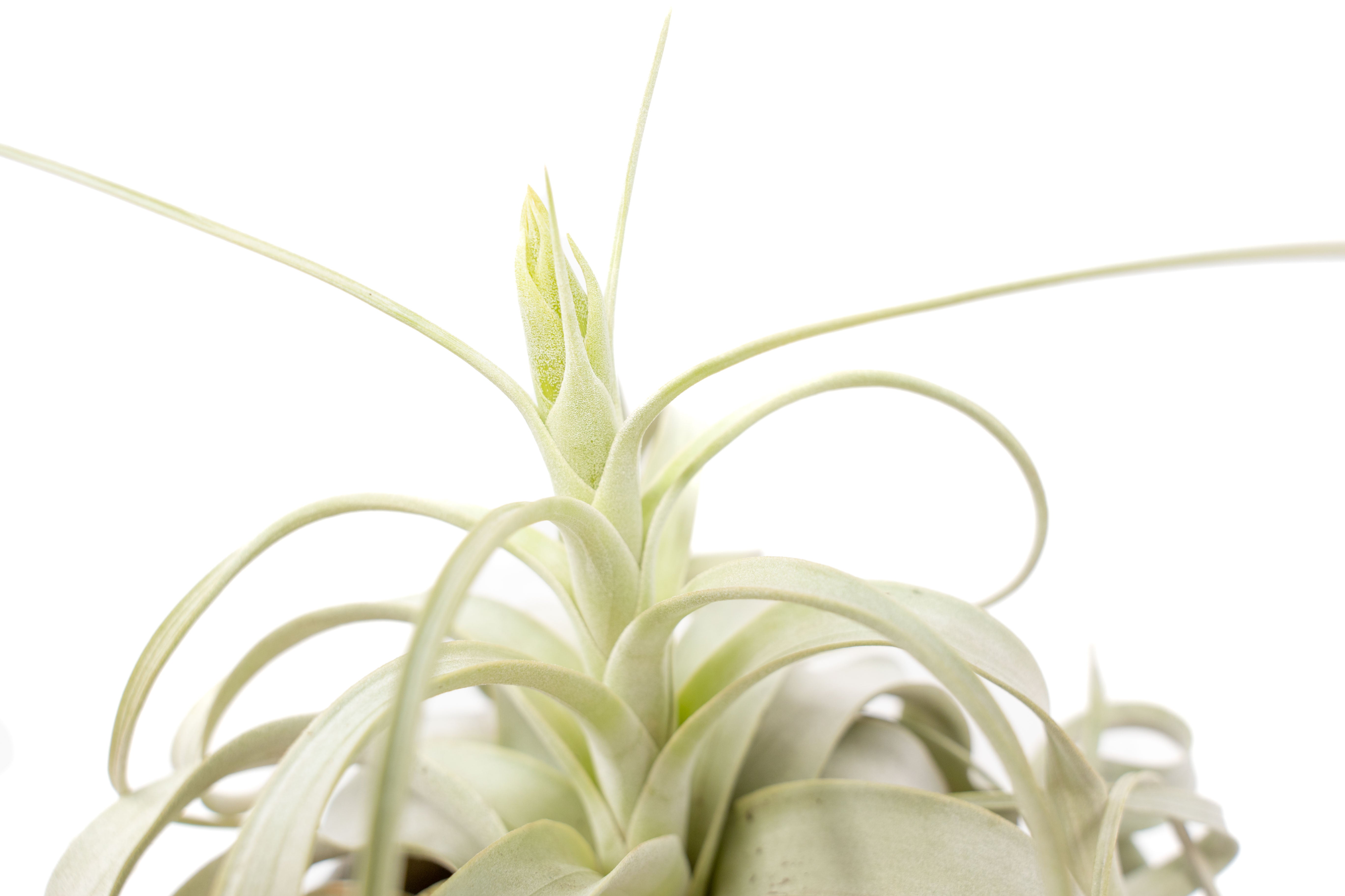 AirPlantSupply Tillandsia Xerographica - Thumbnail 5