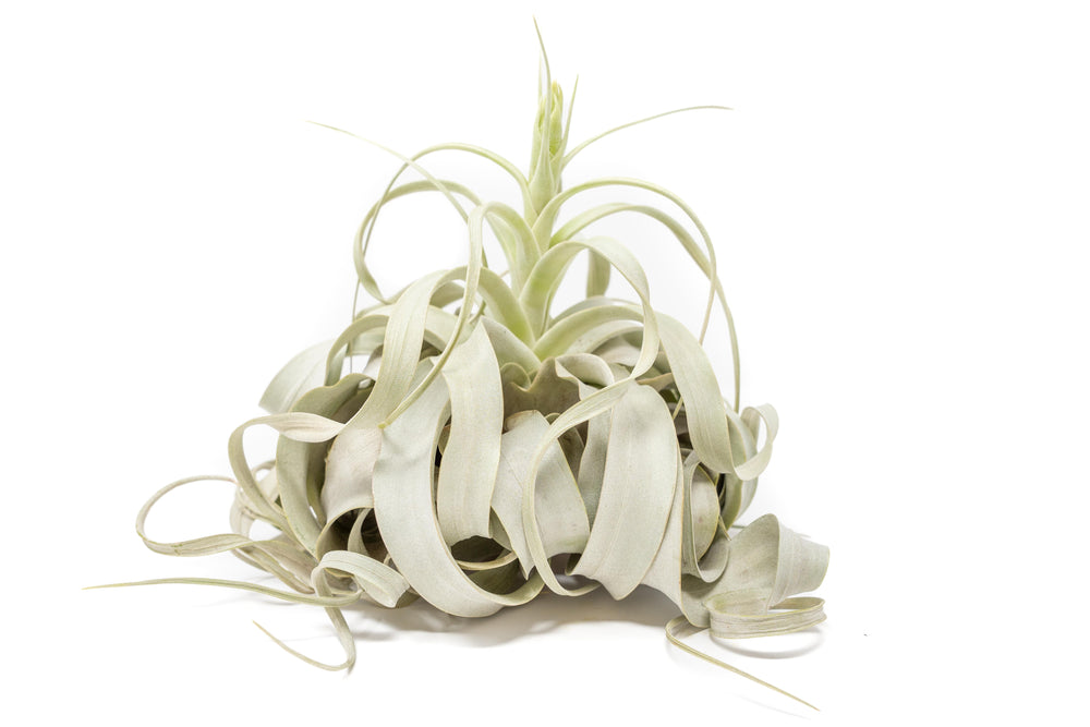 jumbo tillandsia xerographica air plant with large bloom spike