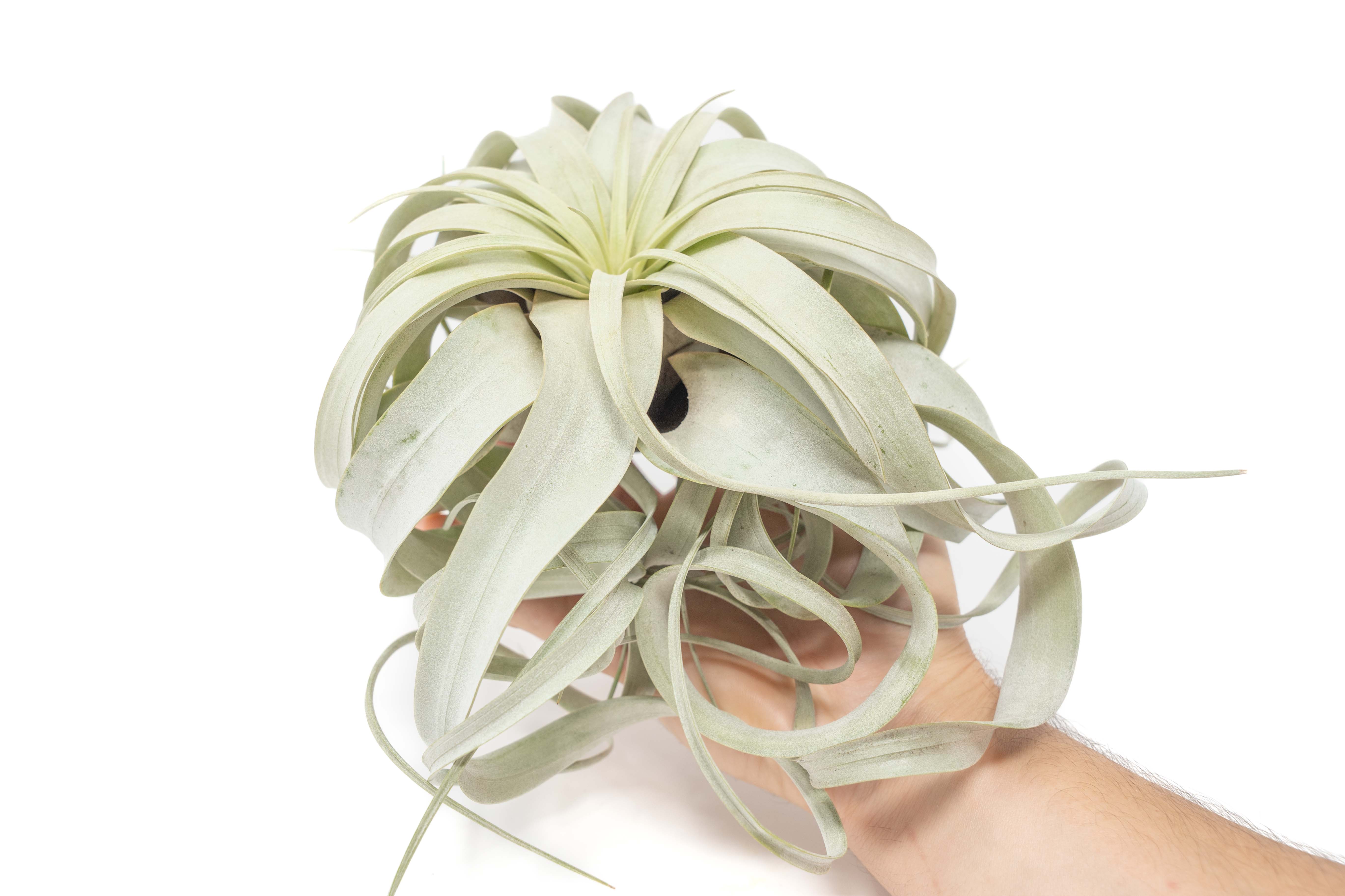 Air_Plant_Tillandsia_Xerograph