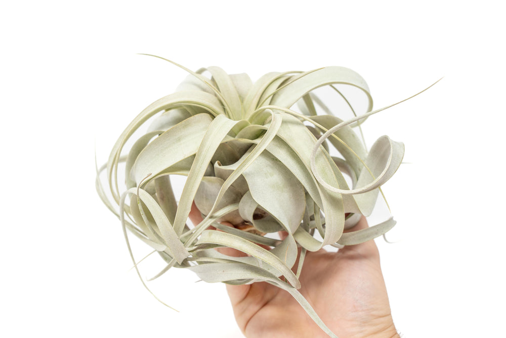 hand holding tillandsia xerographica air plant