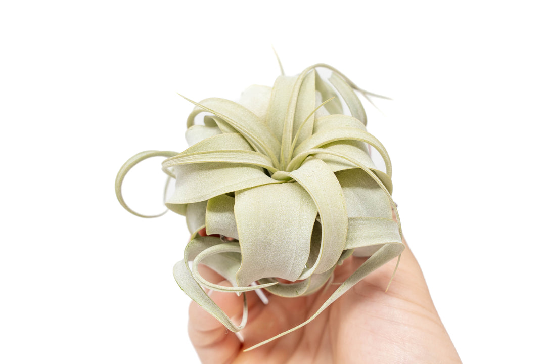 Wholesale - Extended Best Seller of 200+ Tillandsia Air Plant Variety Bundle