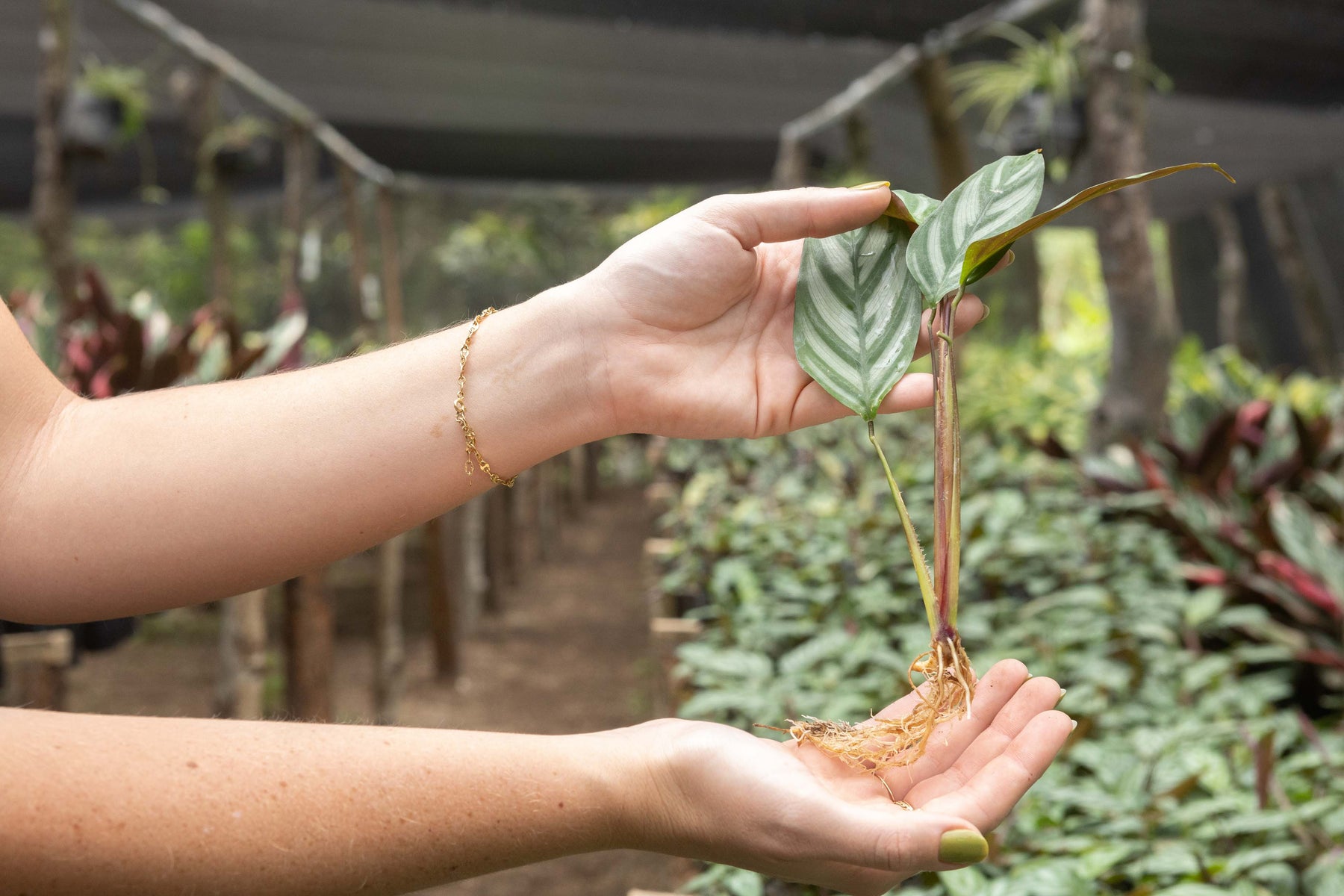 rooting prayer plant Wholesale