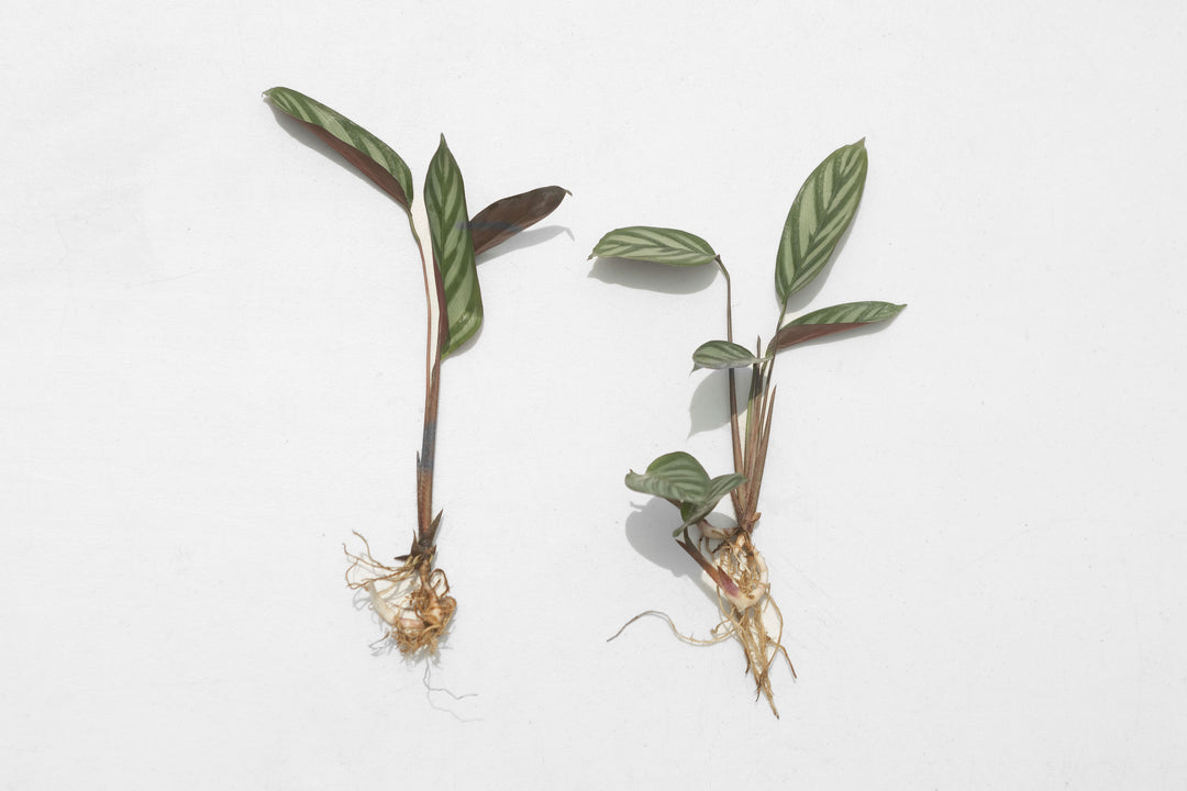 prayer plant india Wholesale
