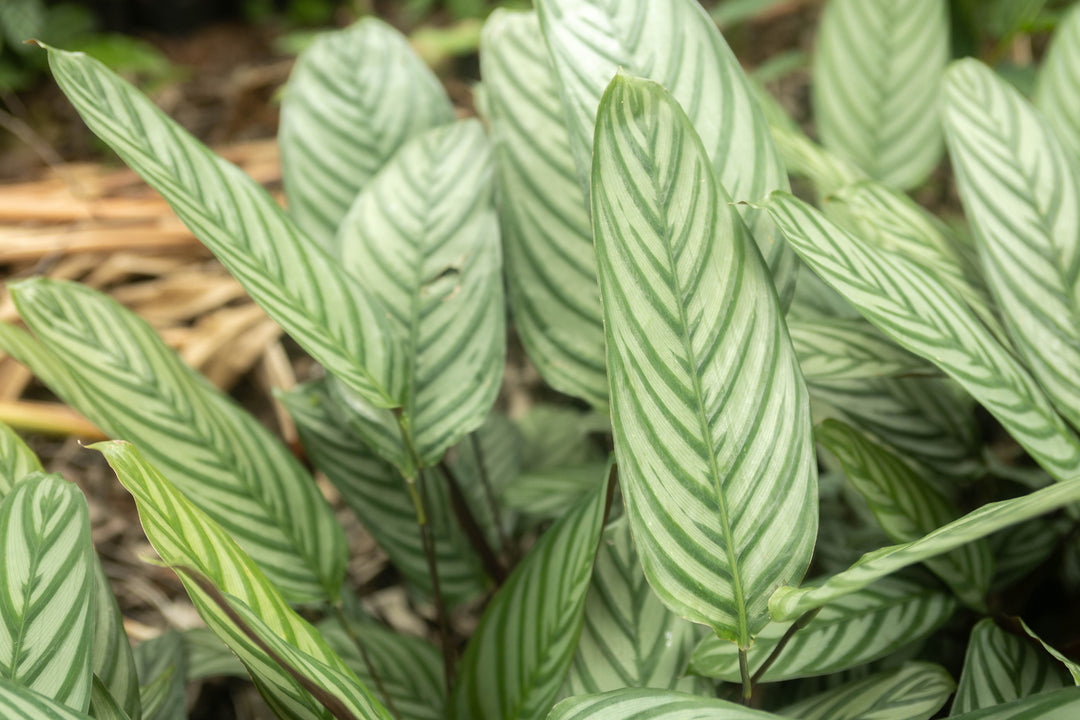 are all calatheas prayer plants Wholesale