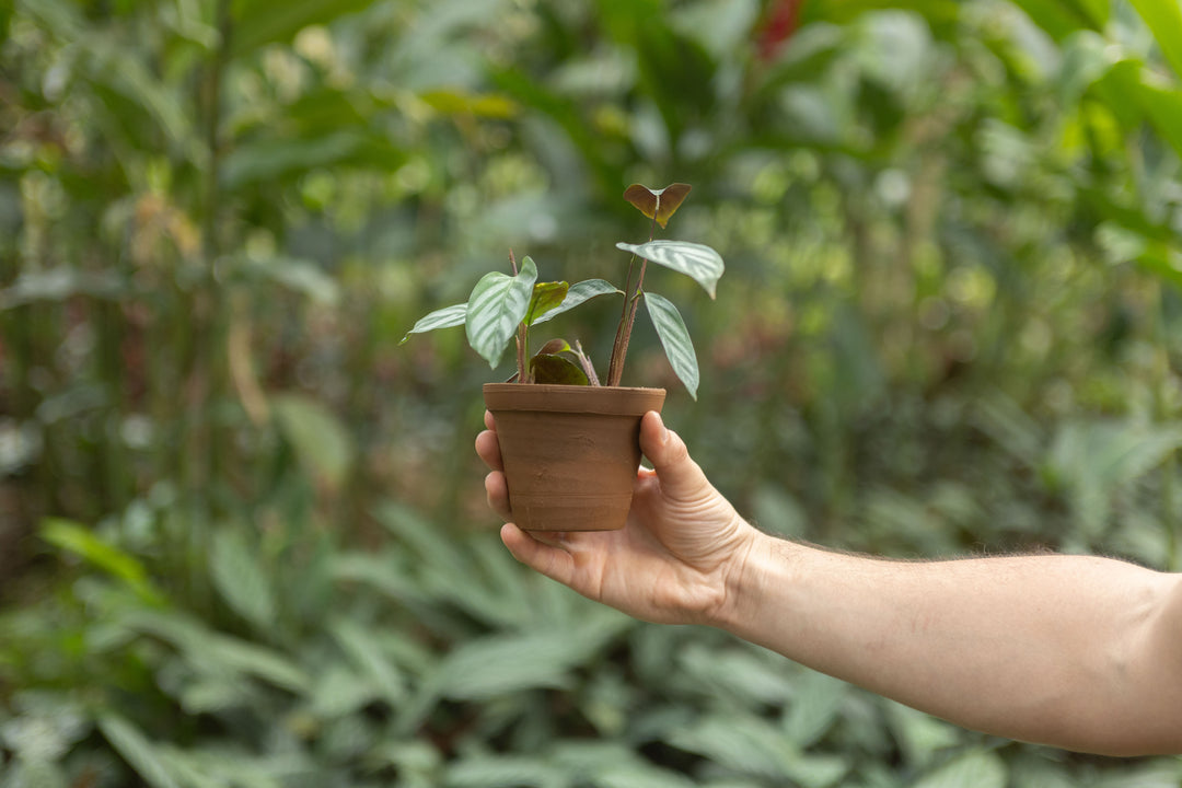 small prayer plant Wholesale