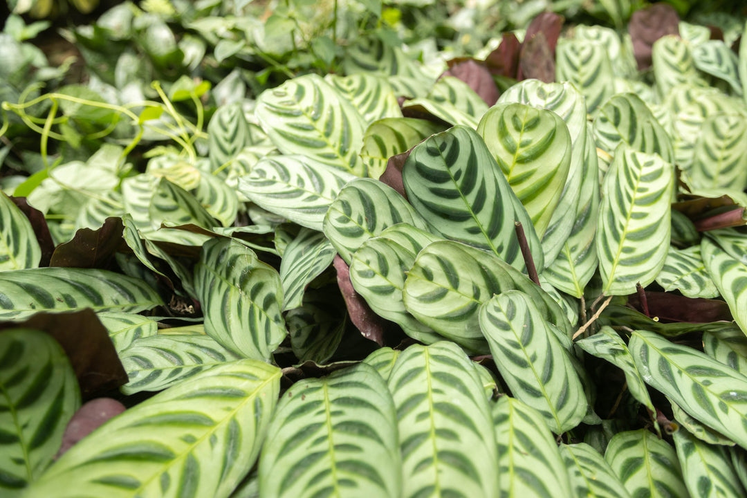calathea fishbone prayer plant Wholesale
