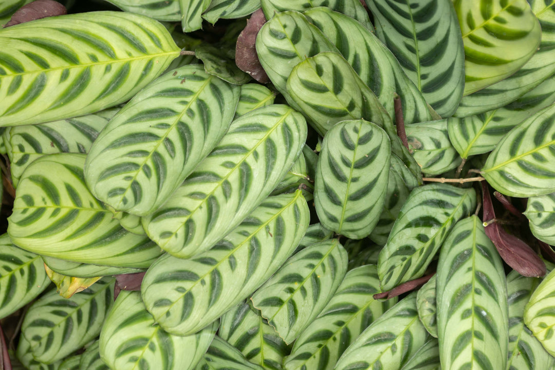 calathea fishbone prayer plant Wholesale