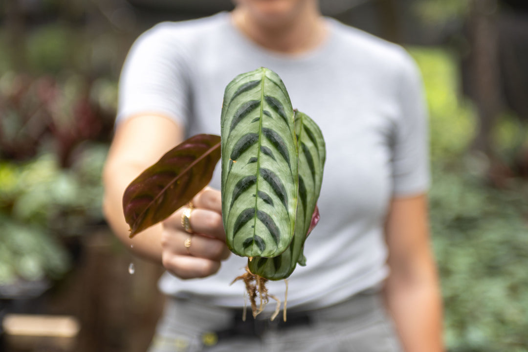 prayer plant leaves rolled up Wholesale