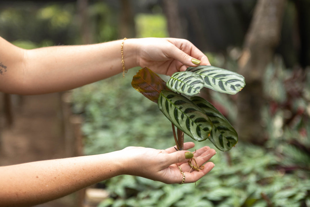 prayer plant leaves rolling up Wholesale