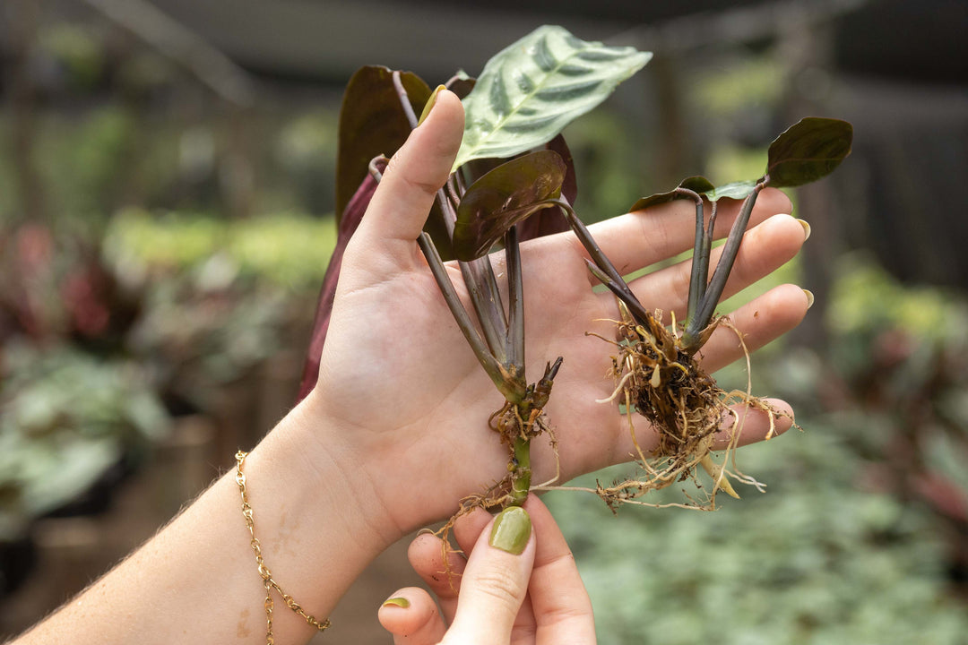 burle marx prayer plant Wholesale