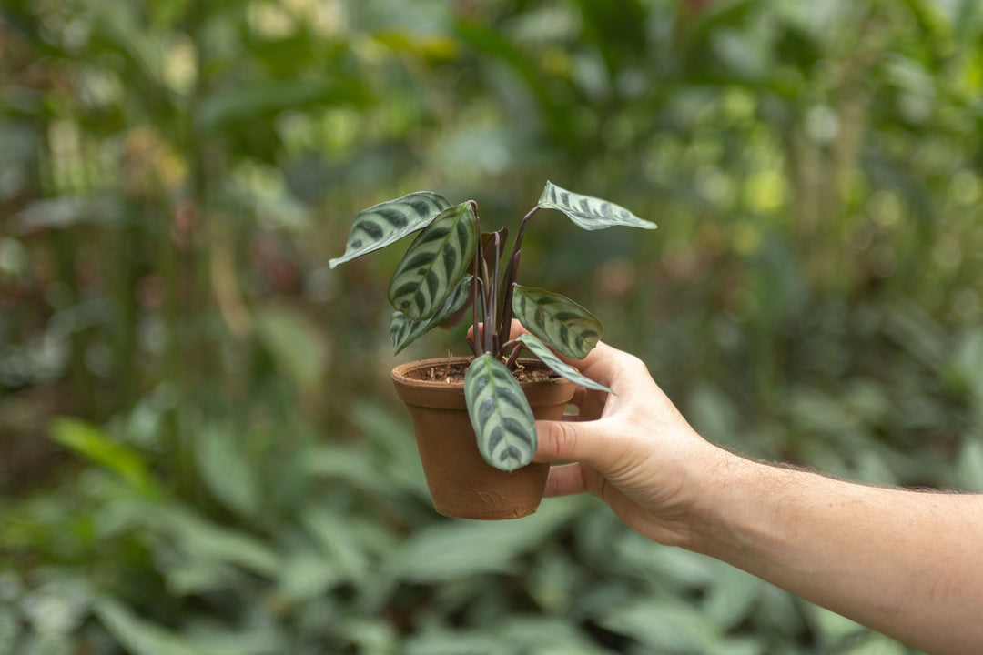 burle marx prayer plant Wholesale