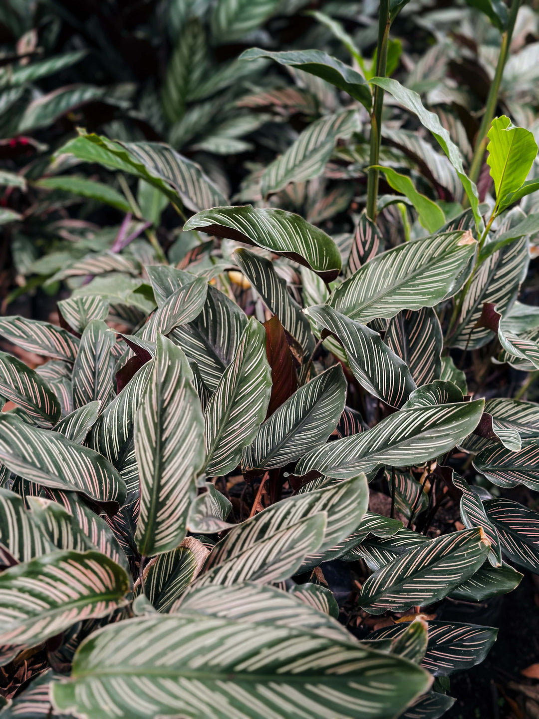 prayer plant ornata Wholesale
