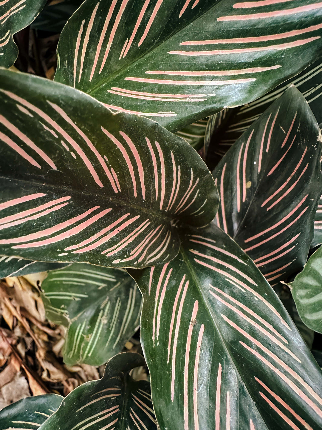 calathea ornata prayer plant Wholesale
