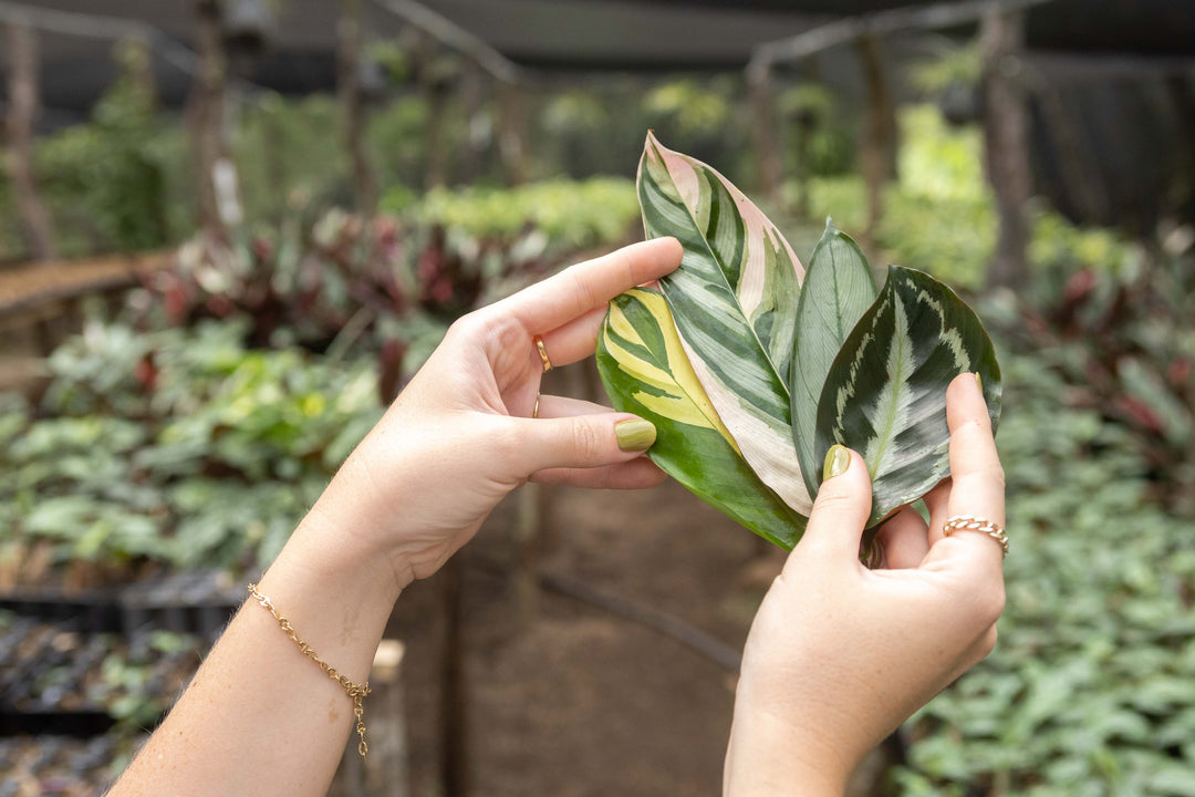 calathea medallion prayer plant Wholesale