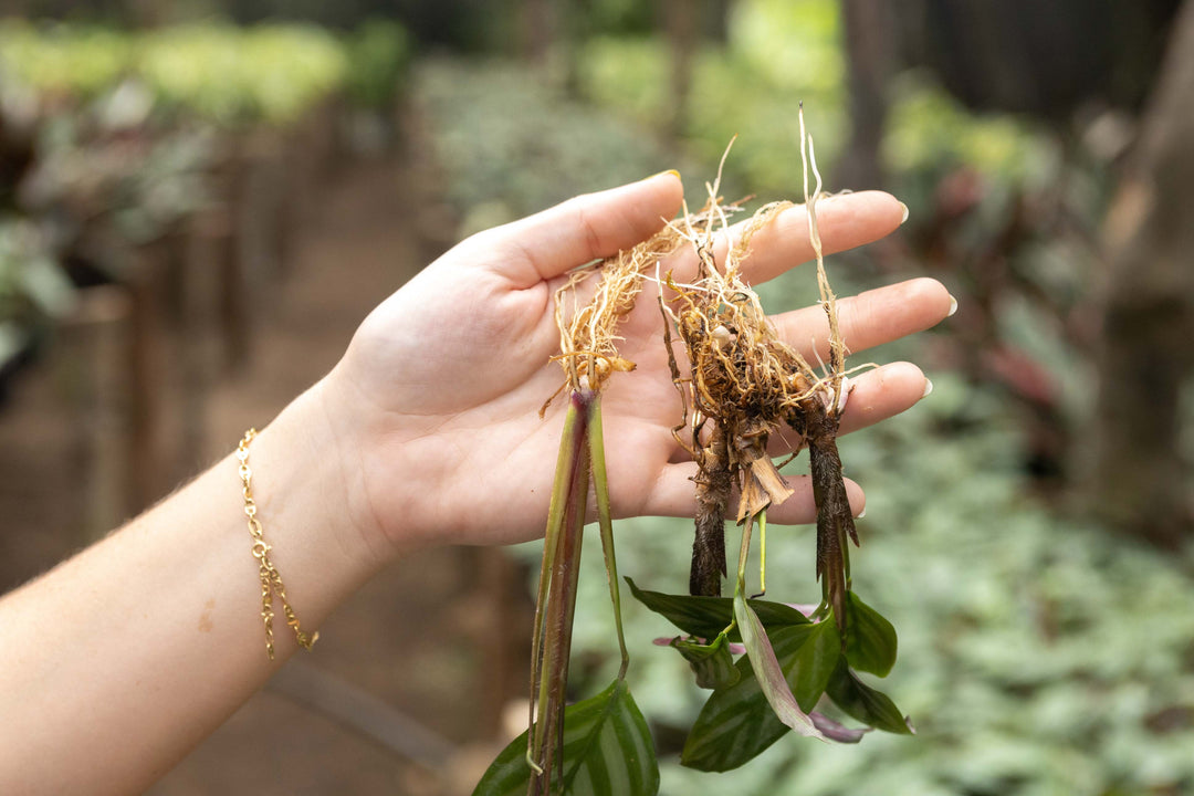 medallion prayer plant Wholesale