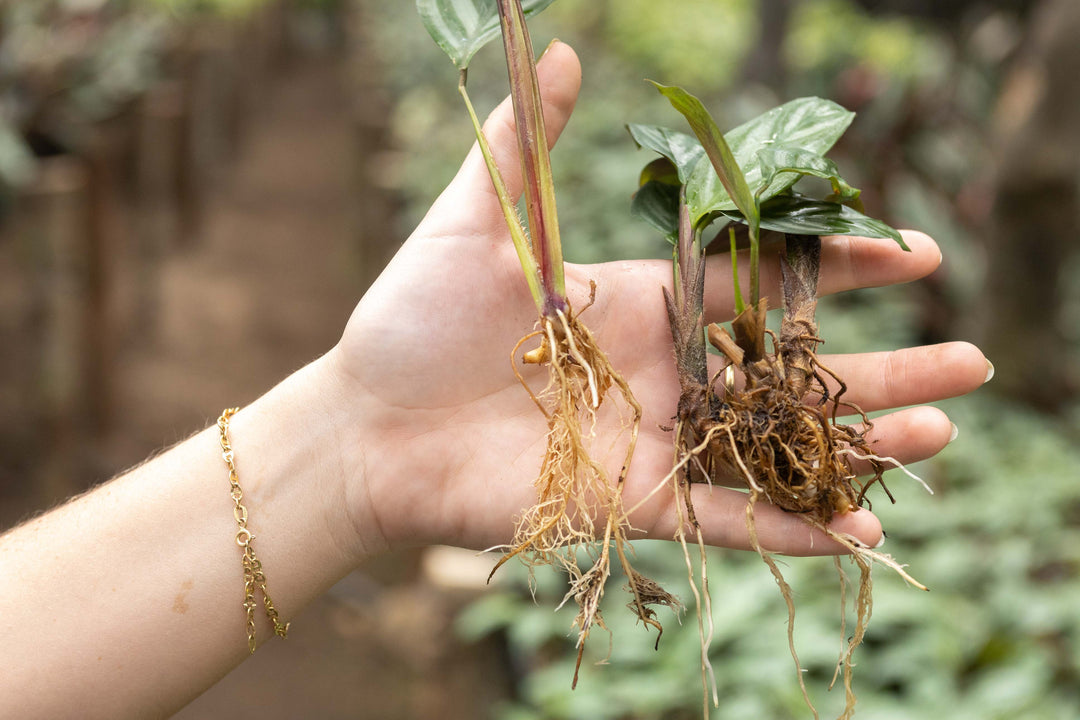 prayer plant aerial roots Wholesale