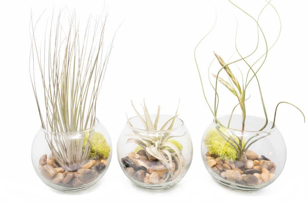 air plant in glass bowl Complete Bubble Trio Terrariums with Tillandsia Juncea, Butzii, and Harrisii Air Plants