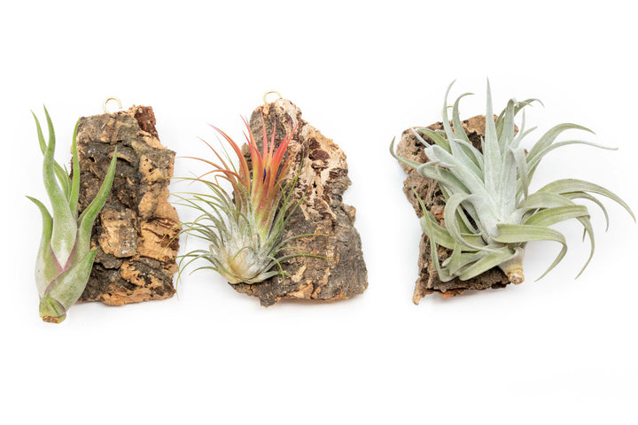 Wholesale -  Fully Assembled Holiday Air Plant Cork Bark Displays with Red Ribbon - Small
