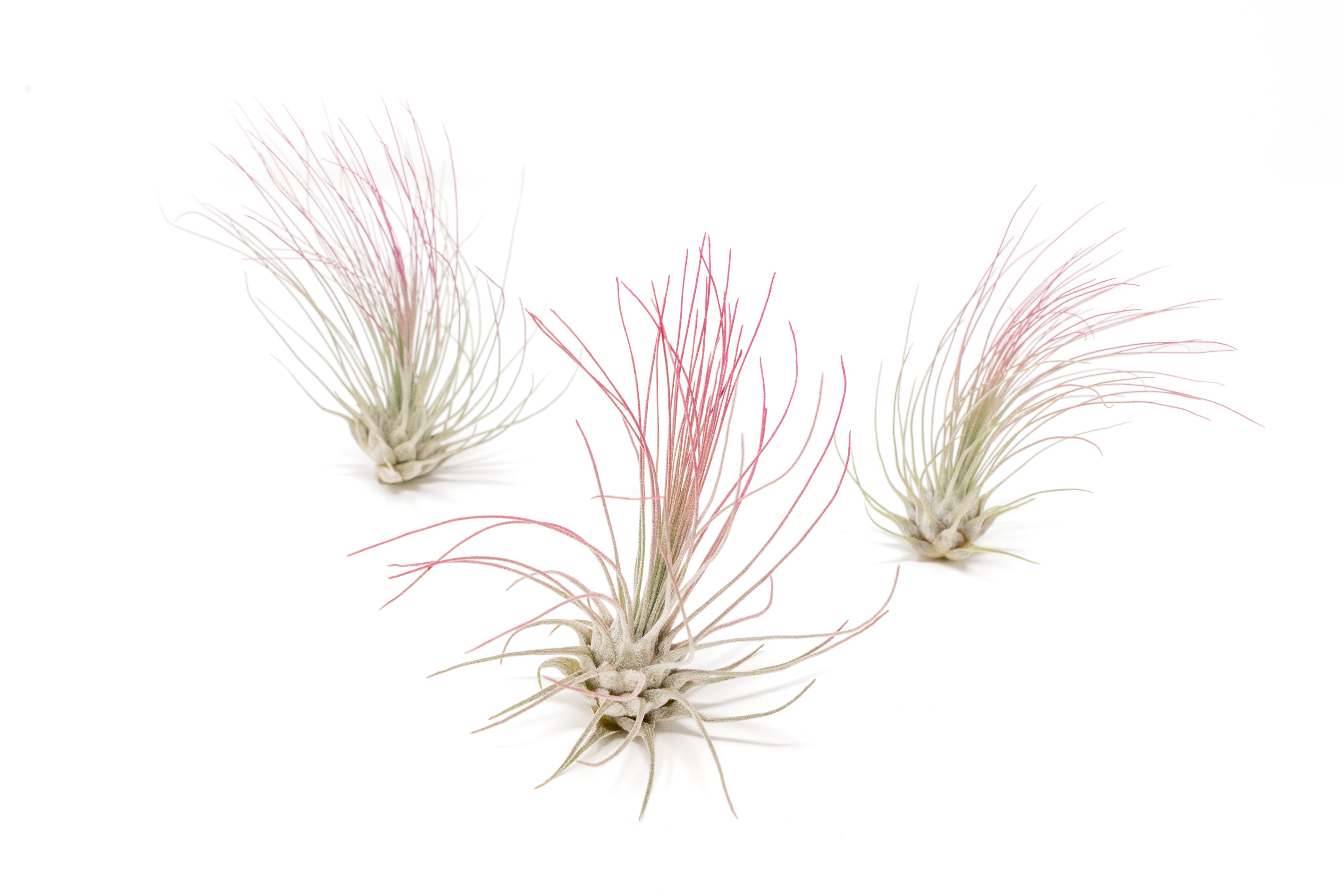 Fuchsia Enhanced, Colored Tillandsia Air Plants