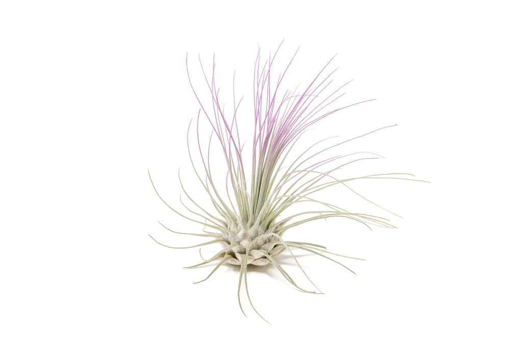color enhanced lavender tillandsia argentea air plant