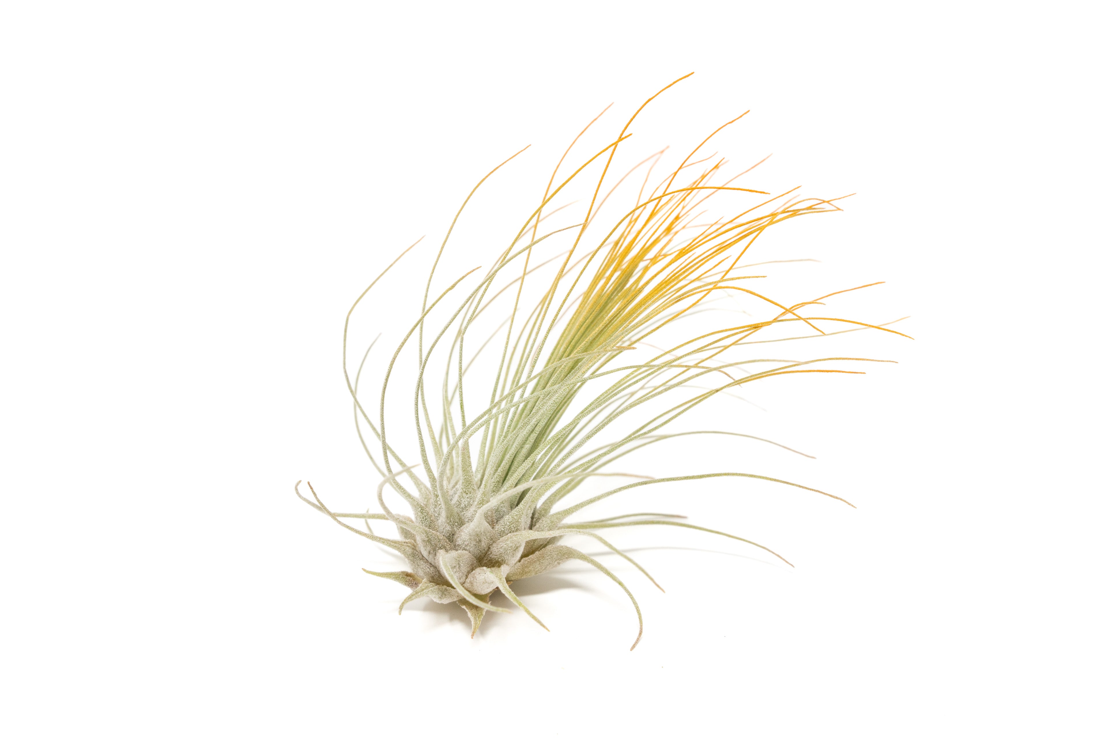 Orange Enhanced, Colored Tillandsia Air Plants
