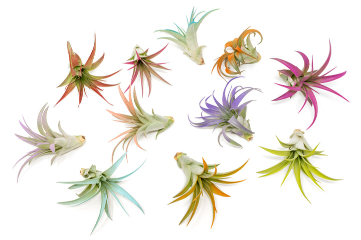 color enhanced tillandsia abdita air plants in pink, purple, teal, orange, peach and bright green