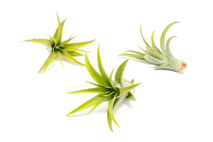 three green color enhanced tillandsia abdita air plants