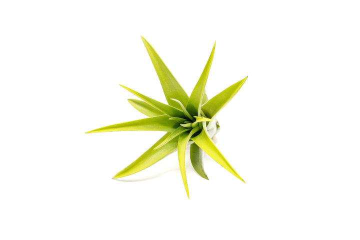 green color enhanced tillandsia abdita air plant