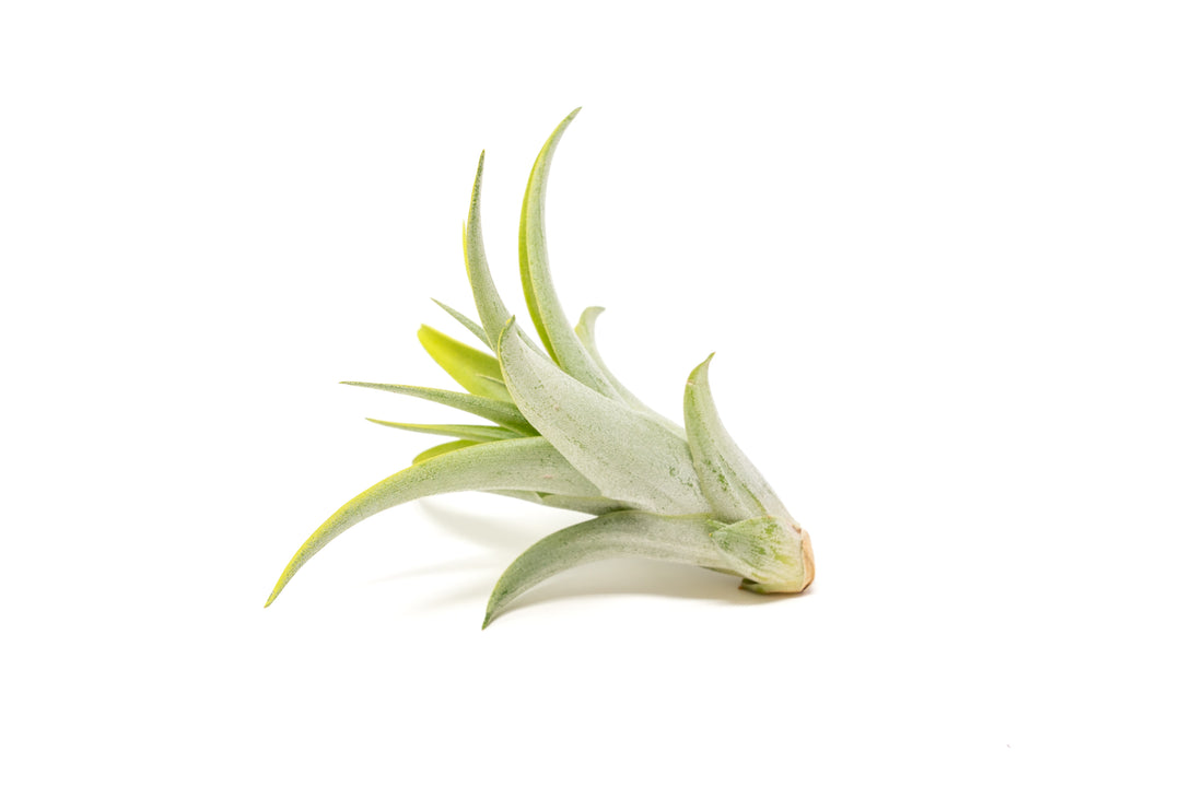 green color enhanced tillandsia abdita air plant