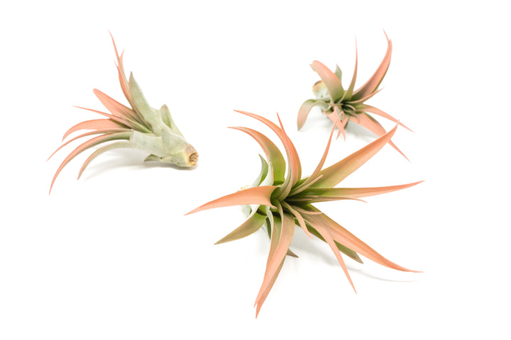 three color enhanced coral tillandsia abdita air plants