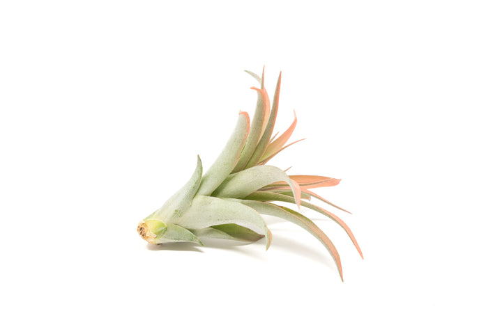 colored enhanced coral tillandsia abdita air plant