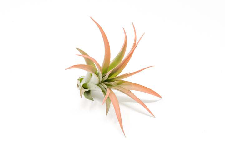 color enhanced coral tillandsia abdita air plant