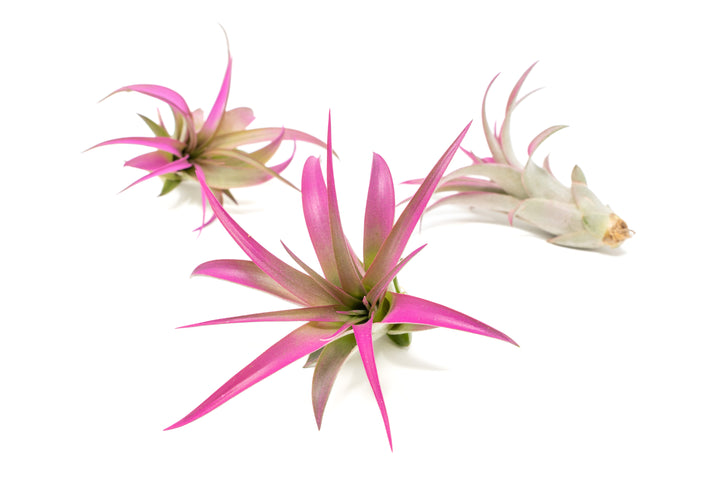 three color enhanced pink tillandsia abdita air plants