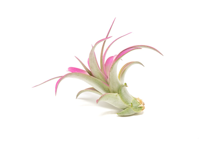 color enhanced pink tillandsia abdita air plant