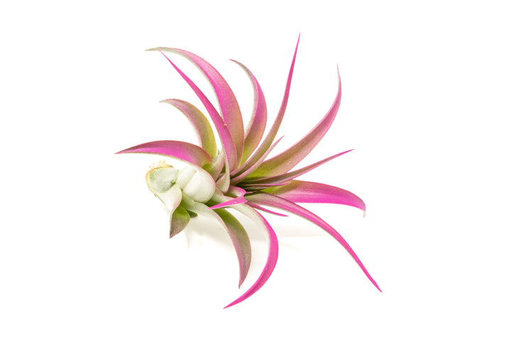 color enhanced pink tillandsia abdita air plant