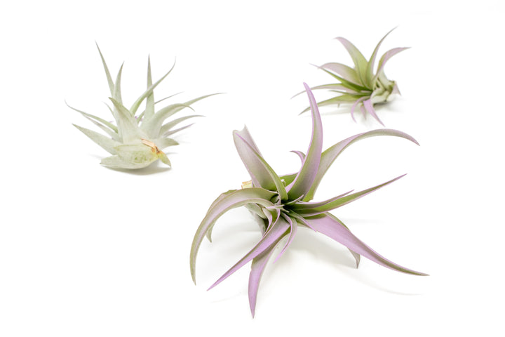 three color enhanced lavender tillandsia abdita air plants