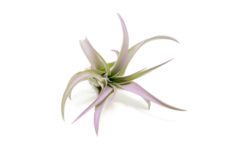 color enhanced lavender tillandsia abdita air plant
