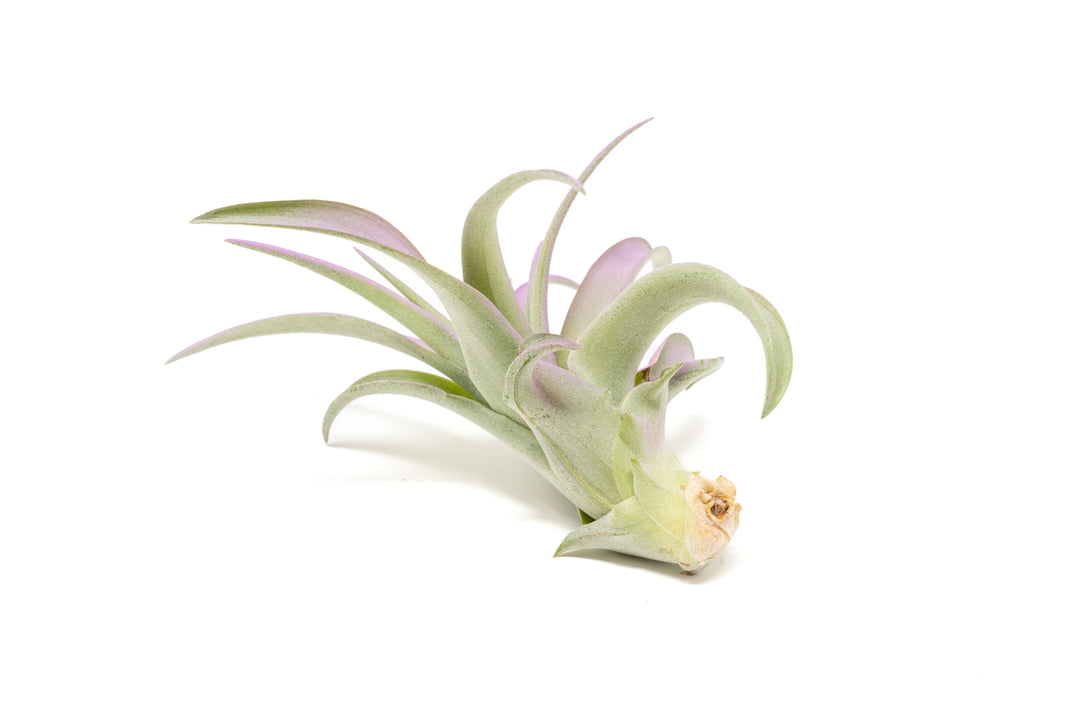 color enhanced lavender tillandsia abdita air plant