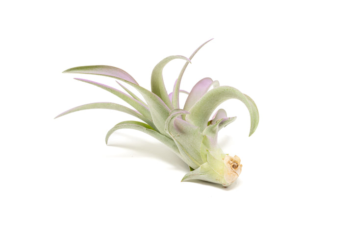 color enhanced lavender tillandsia abdita air plant
