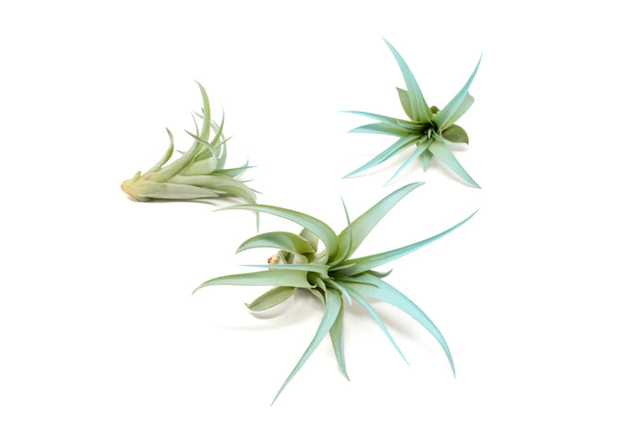 three color enhanced blue tillandsia abdita air plant