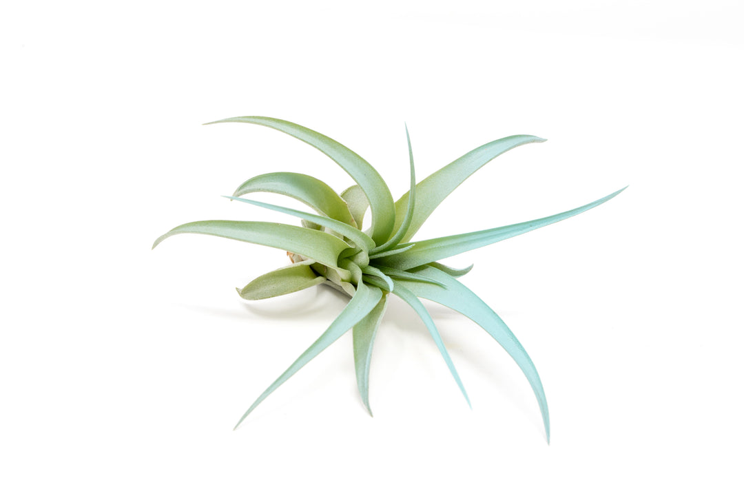 color enhanced blue tillandsia abdita air plant