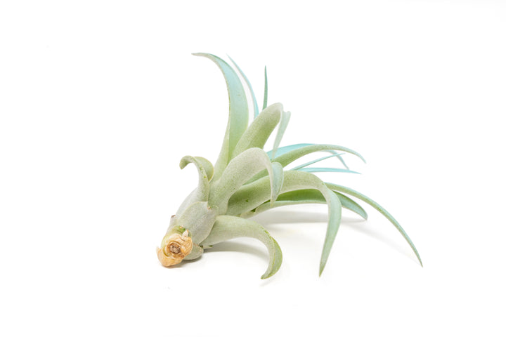 color enhanced blue tillandsia abdita air plant