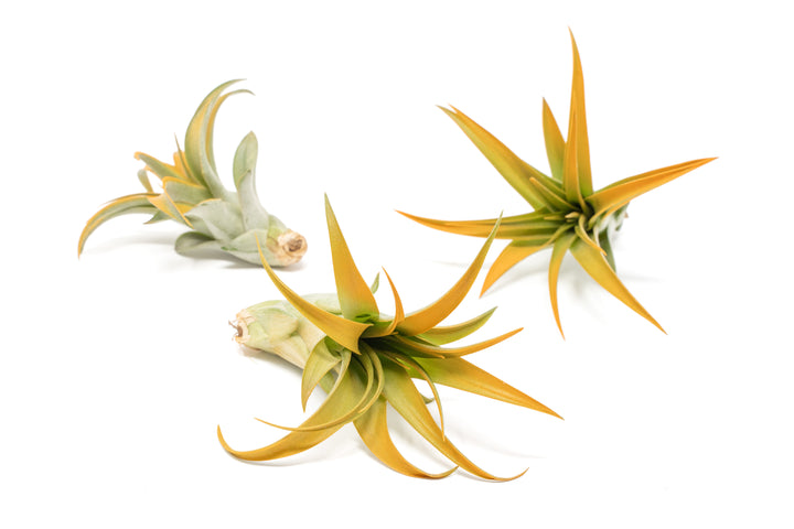 three color enhanced orange tillandsia abdita air plant