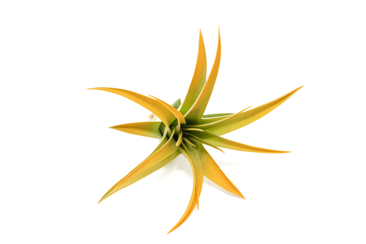 color enhanced orange tillandsia abdita air plant