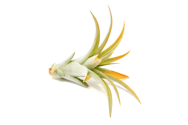 color enhanced orange tillandsia abdita air plant
