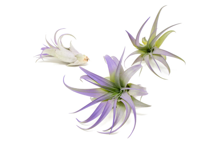 three color enhanced purple tillandsia abdita air plants
